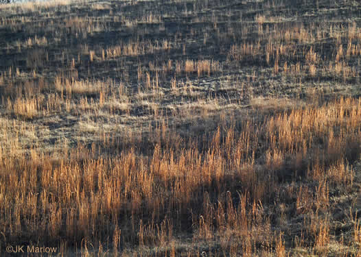 image of Anatherum virginicum var. virginicum, Broomsedge, Broomsedge Bluestem, Old-field Broomstraw, "Sedge Grass"