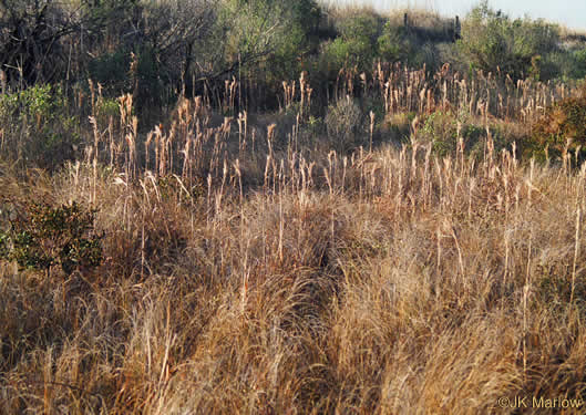image of Anatherum tenuispatheum, Maritime Bushy Bluestem, Bushy Beardgrass, Maritime Bluestem