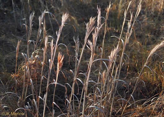 image of Anatherum tenuispatheum, Maritime Bushy Bluestem, Bushy Beardgrass, Maritime Bluestem