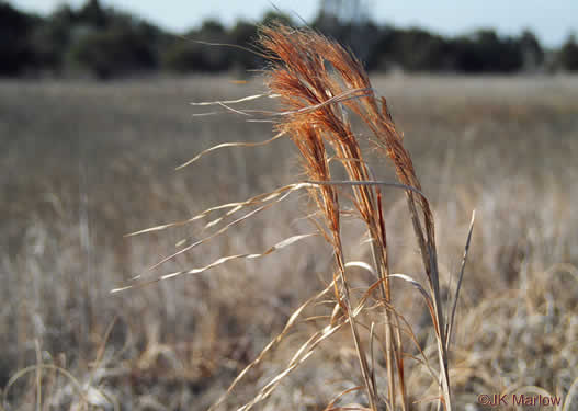 image of Anatherum tenuispatheum, Maritime Bushy Bluestem, Bushy Beardgrass, Maritime Bluestem