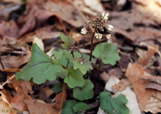 image of Cardamine flagellifera, Large-flowered Blue Ridge Bittercress