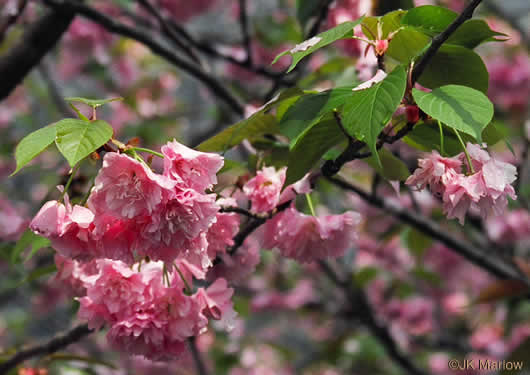 image of Prunus yedoensis, Yoshino Cherry