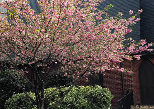 image of Prunus yedoensis, Yoshino Cherry