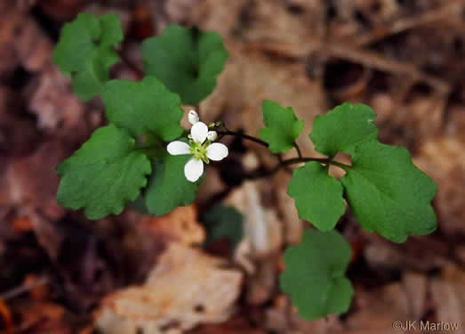 image of Cardamine flagellifera, Large-flowered Blue Ridge Bittercress