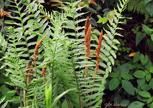 image of Osmundastrum cinnamomeum ssp. cinnamomeum, Cinnamon Fern