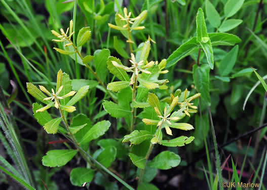 image of Morella pusilla, Dwarf Wax-myrtle, Dwarf Bayberry
