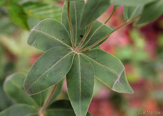 Anacis major, Whorled Coreopsis, Woodland Coreopsis