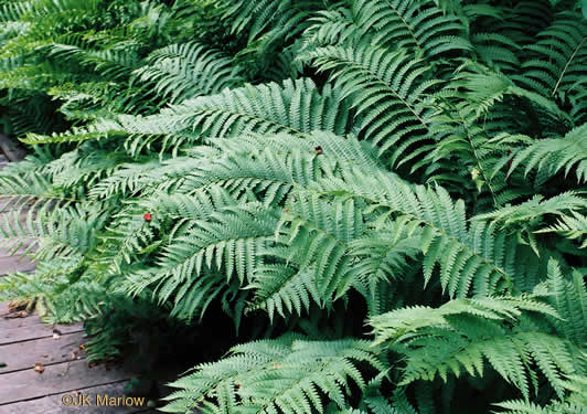 image of Osmundastrum cinnamomeum ssp. cinnamomeum, Cinnamon Fern