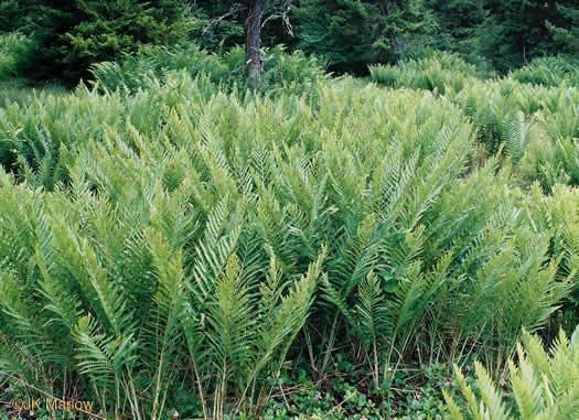 image of Osmundastrum cinnamomeum ssp. cinnamomeum, Cinnamon Fern