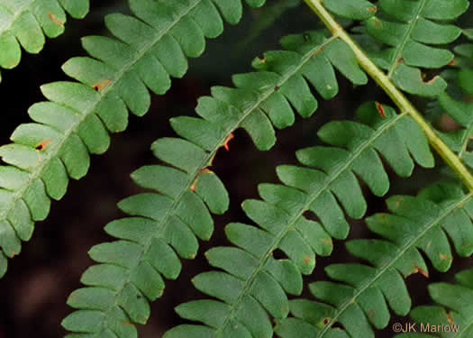 Osmundastrum cinnamomeum ssp. cinnamomeum, Cinnamon Fern