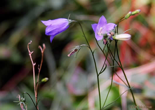 image of Campanula intercedens, Harebell, Bluebell, Bluebell-of-Scotland, Scotch Harebell