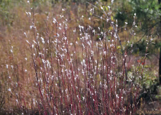 image of Anatherum ternarium, Splitbeard Bluestem, Silvery Bluestem