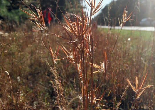image of Anatherum gyrans, Elliott's Bluestem