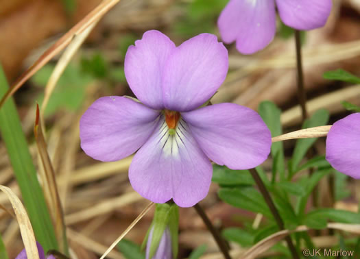 image of Viola pedata ssp. pedata, Common Birdsfoot Violet