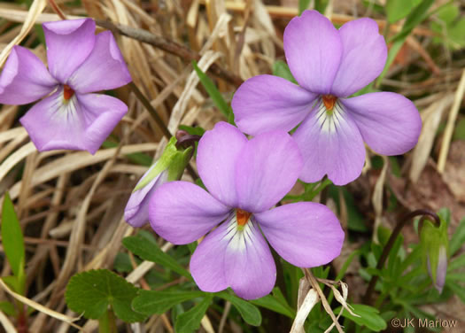image of Viola pedata ssp. pedata, Common Birdsfoot Violet