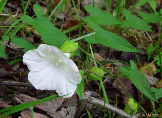 image of Convolvulus appalachianus, Appalachian Bindweed