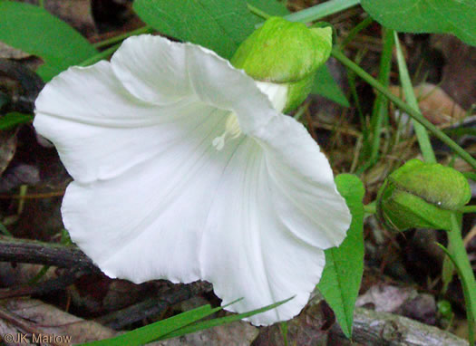 image of Convolvulus appalachianus, Appalachian Bindweed