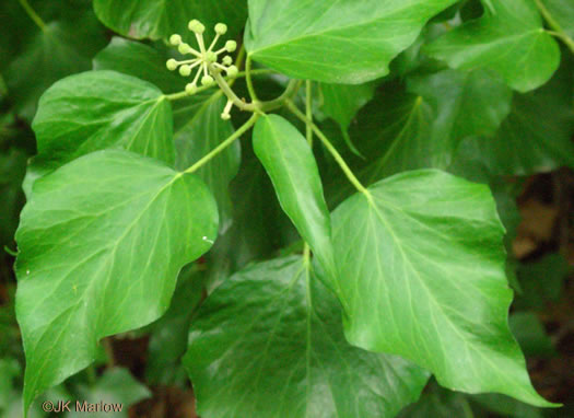 image of Hedera helix, English Ivy, Common Ivy