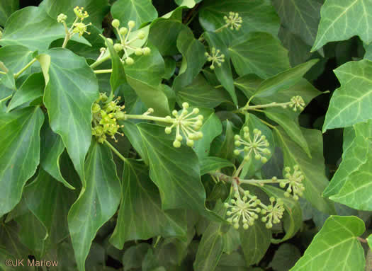 image of Hedera helix, English Ivy, Common Ivy