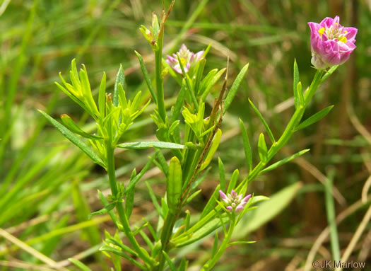 image of Senega curtissii, Curtiss's Milkwort, Appalachian Milkwort