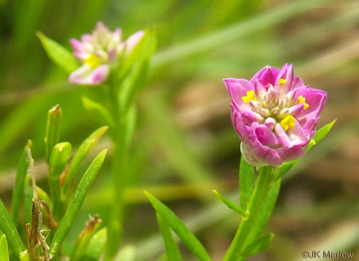 image of Senega curtissii, Curtiss's Milkwort, Appalachian Milkwort