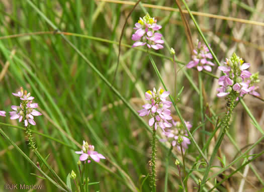 image of Senega curtissii, Curtiss's Milkwort, Appalachian Milkwort