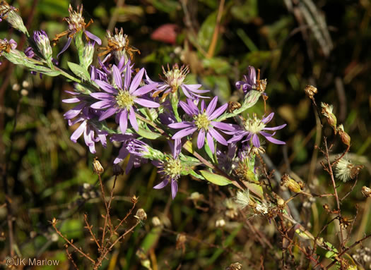 image of Symphyotrichum concolor var. concolor, Eastern Silvery Aster