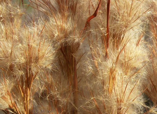 image of Anatherum tenuispatheum, Maritime Bushy Bluestem, Bushy Beardgrass, Maritime Bluestem