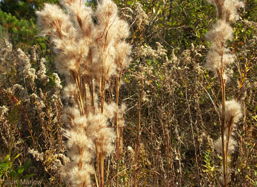image of Anatherum tenuispatheum, Maritime Bushy Bluestem, Bushy Beardgrass, Maritime Bluestem