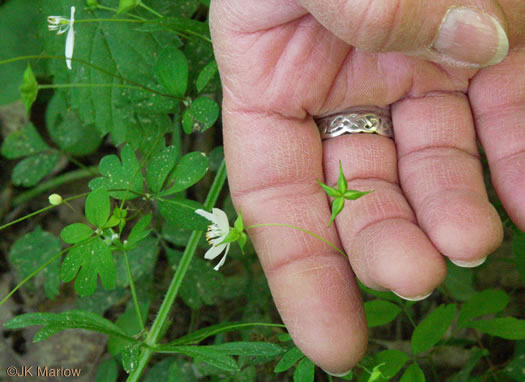 image of Isopyrum biternatum, False Rue-anemone, Isopyrum
