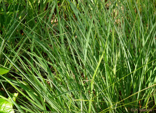 image of Schizachyrium scoparium, Common Little Bluestem