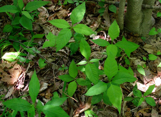 image of Silphidium latifolium, Broadleaf Tickseed, Broadleaf Coreopsis