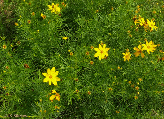 image of Anacis verticillata, Threadleaf Coreopsis, Cutleaf Tickseed, Whorled Tickseed