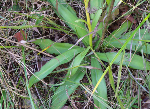 Manfreda virginica ssp. virginica, Eastern Agave, Eastern False-aloe, Rattlesnake-master, American Aloe