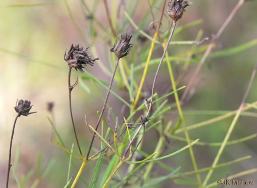 image of Anacis verticillata, Threadleaf Coreopsis, Cutleaf Tickseed, Whorled Tickseed