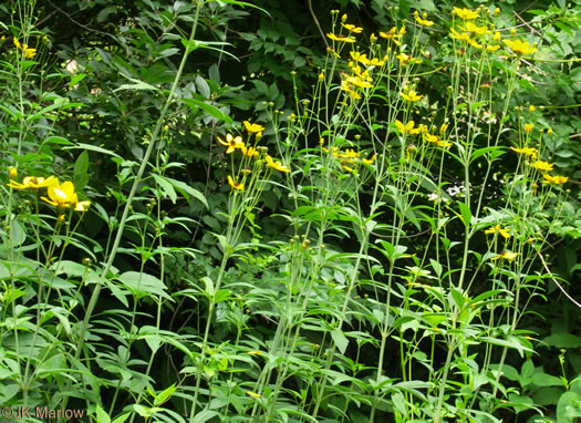 image of Anacis tripteris, Tall Coreopsis, Tall Tickseed, Threeleaf Tickseed