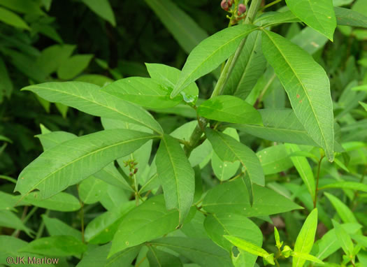 image of Anacis tripteris, Tall Coreopsis, Tall Tickseed, Threeleaf Tickseed
