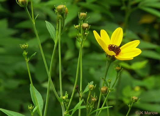 image of Anacis tripteris, Tall Coreopsis, Tall Tickseed, Threeleaf Tickseed