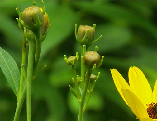Anacis tripteris, Tall Coreopsis, Tall Tickseed, Threeleaf Tickseed