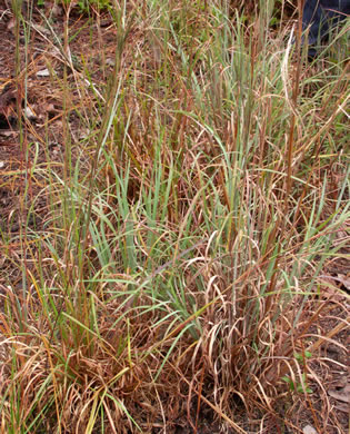 image of Anatherum capillipes, Dryland White Bluestem, Chalky Bluestem
