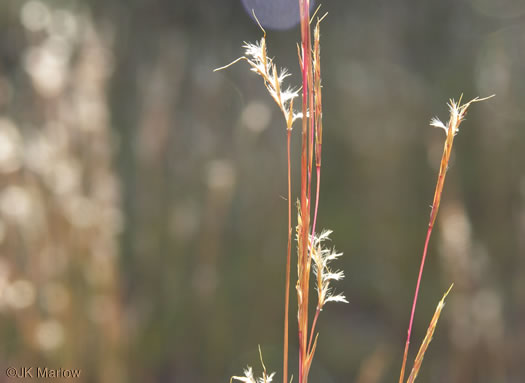 image of Schizachyrium scoparium, Common Little Bluestem