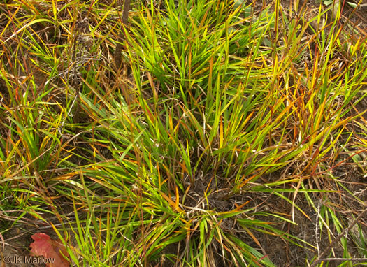 image of Schizachyrium scoparium, Common Little Bluestem