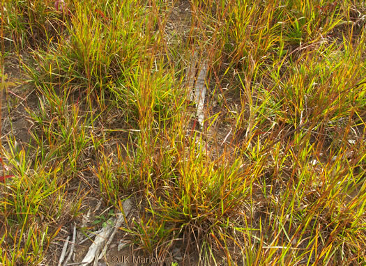 image of Schizachyrium scoparium, Common Little Bluestem