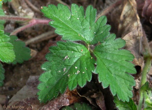 image of Potentilla indica, Indian Strawberry, Mock Strawberry, Snakeberry