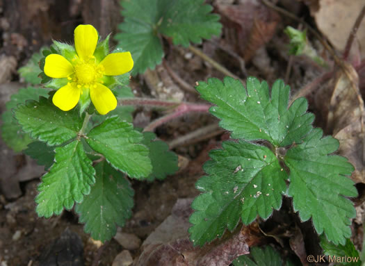 image of Potentilla indica, Indian Strawberry, Mock Strawberry, Snakeberry