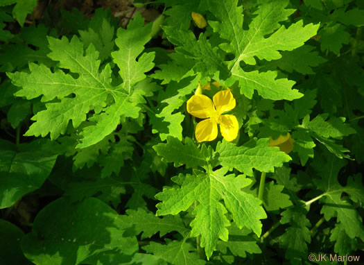 image of Chelidonium diphyllum, Celandine-poppy, Woods-poppy