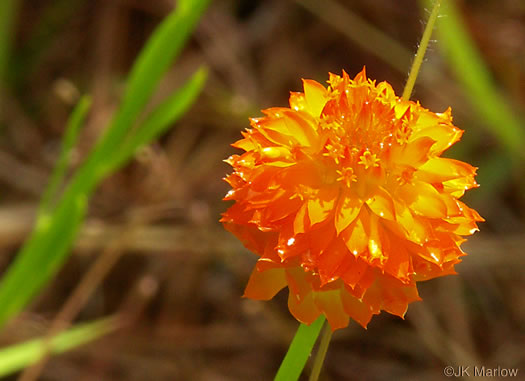 image of Senega lutea, Orange Milkwort, Red-hot-poker, Candyroot, Yellow Bachelor's-buttons