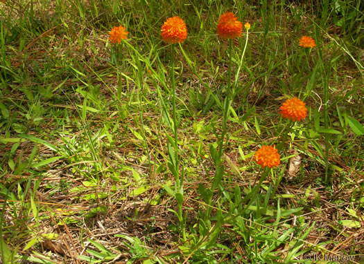 image of Senega lutea, Orange Milkwort, Red-hot-poker, Candyroot, Yellow Bachelor's-buttons