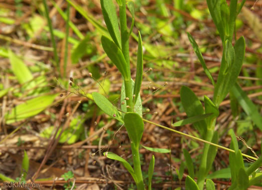 image of Senega lutea, Orange Milkwort, Red-hot-poker, Candyroot, Yellow Bachelor's-buttons