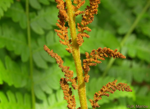 image of Osmundastrum cinnamomeum ssp. cinnamomeum, Cinnamon Fern